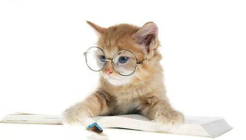 娱乐吃瓜君猫咪,揭秘娱乐圈的喵星人趣事